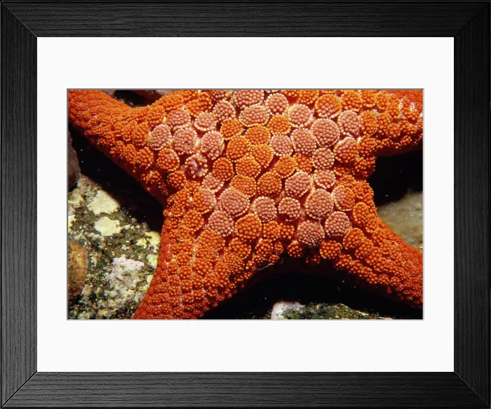 Framed Print : Merimbula, New South Wales, Australia Framed Print : Merimbula, New South Wales, Australia