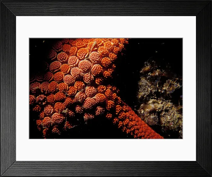 Framed Print : Merimbula, New South Wales, Australia Framed Print : Merimbula, New South Wales, Australia