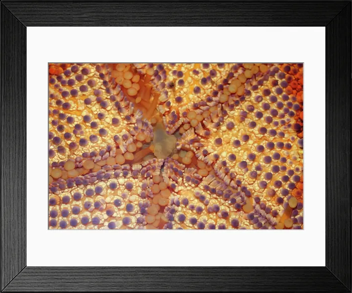 Framed Print : Merimbula Aquarium, New South Wales, Australia Framed Print : Merimbula Aquarium, New South Wales, Australia