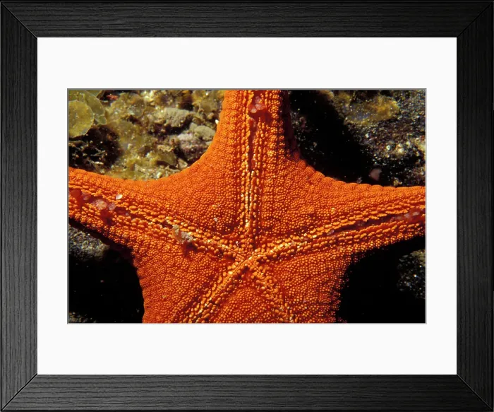 Framed Print : Merimbula, New South Wales, Australia Framed Print : Merimbula, New South Wales, Australia