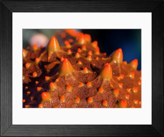 Framed Print : The bright red spiked aboral surface of a Spotted Sea Star