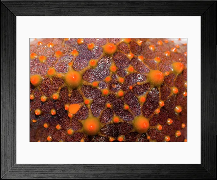 Framed Print : The bright red spiked aboral surface of a Spotted Sea Star