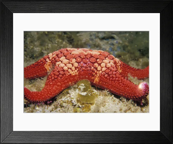 Framed Print : Merimbula, New South Wales, Australia Framed Print : Merimbula, New South Wales, Australia