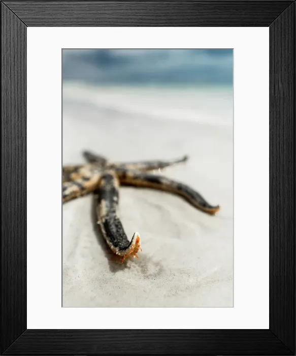 Framed Print : Starfish on a beach. Eyre Peninsula. Australia Framed Print : Starfish on a beach. Eyre Peninsula. Australia