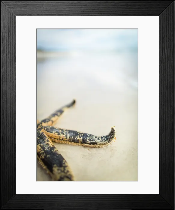 Framed Print : Starfish on a beach. Eyre Peninsula. Australia Framed Print : Starfish on a beach. Eyre Peninsula. Australia