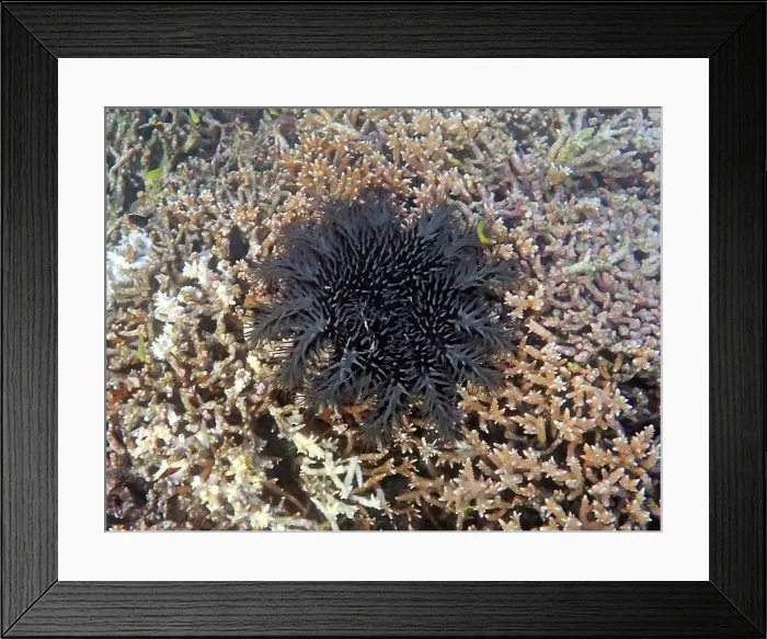 Framed Print : Crown of Thorns starfish