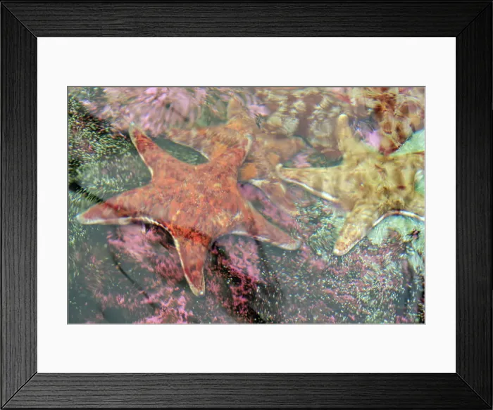Framed Print : Close-up of a Starfish on a coral reef