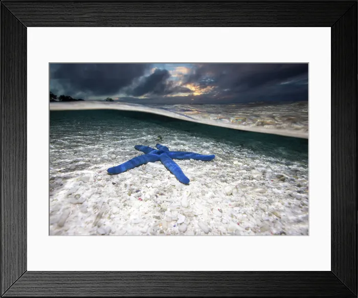 Framed Print : Blue Starfish Framed Print : Blue Starfish