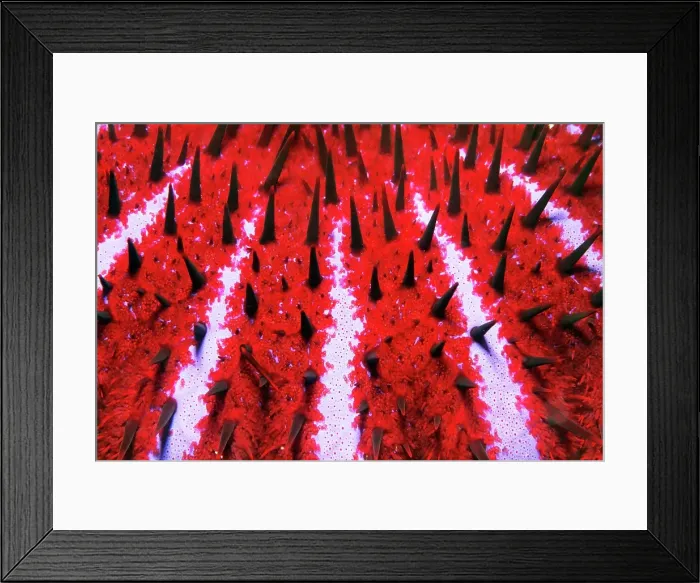 Framed Print : Detail of toxic Crown-of-thorns starfish (Acanthaster planci), spines, crown of thorns, Pacific, Great Barrier Reef, UNESCO World Heritage