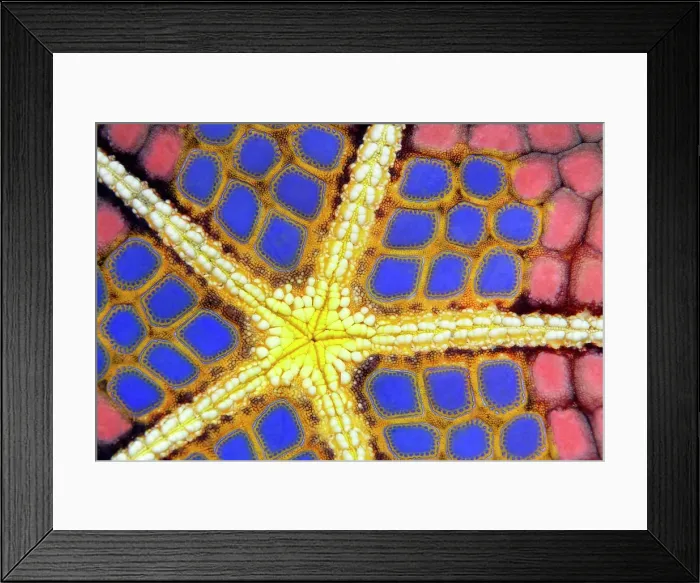 Framed Print : Graphic structure on underside of Red Pillow Starfish (Halithyle regularis), detail, Pacific, Great Barrier Reef, UNESCO World Heritage