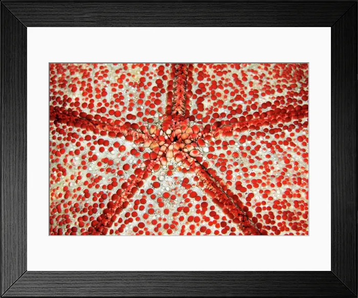 Framed Print : Underside with mouth of spiny cushion star (Culcita novaeguineae), Detail, Starfish, Pacific, Great Barrier Reef Framed Print : Underside with mouth of spiny cushion star (Culcita novaeguineae), Detail, Starfish, Pacific, Great Barrier Reef