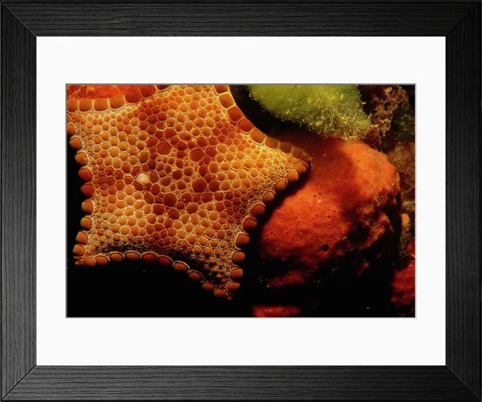 Framed Print : A bright red biscuit sea star on soft coral
