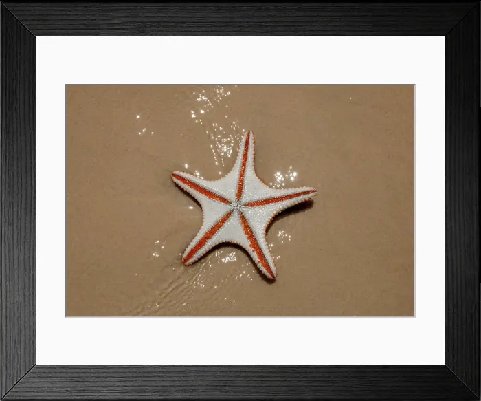Framed Print : Starfish on the beach Framed Print : Starfish on the beach