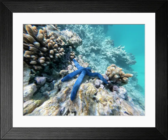 Framed Print : variations of different coral and structures under the waters of the Great barrier Reef with a blue star fish Framed Print : variations of different coral and structures under the waters of the Great barrier Reef with a blue star fish