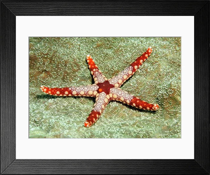 Framed Print : Necklace Sea Star (Fromia monilis), Great Barrier Reef, Unesco World Heritage, Pacific