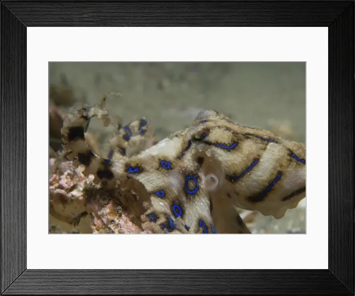 Framed Print : Blue Ringed Octopus