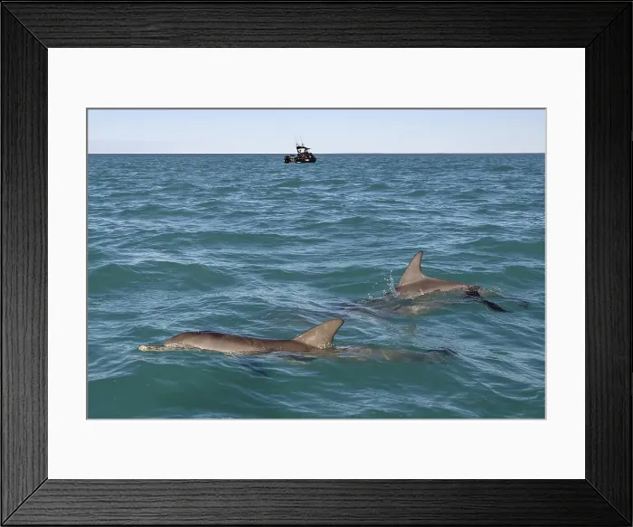 Framed Print : Bottlenose dolphins (Tursiops truncatus) near a fishing boat, dolphins, Monkey Mia, Shire of Shark Bay, State of Western Australia, Australia, Oceania Framed Print : Bottlenose dolphins (Tursiops truncatus) near a fishing boat, dolphins, Monkey Mia, Shire of Shark Bay, State of Western Australia, Australia, Oceania