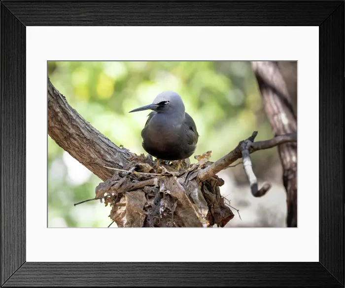 Framed Print : Black noddy perched on the nest