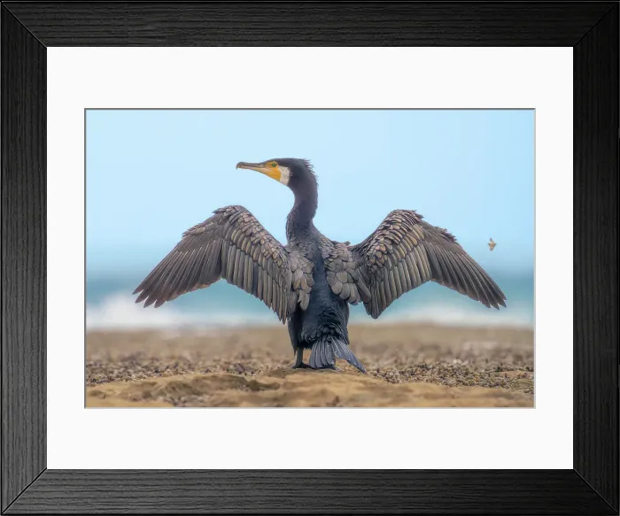 Framed Print : A wild great cormorant (Phalacrocorax carbo) with wings outstretched perched on a rocky outcrop with crashing waves and blue sky in background