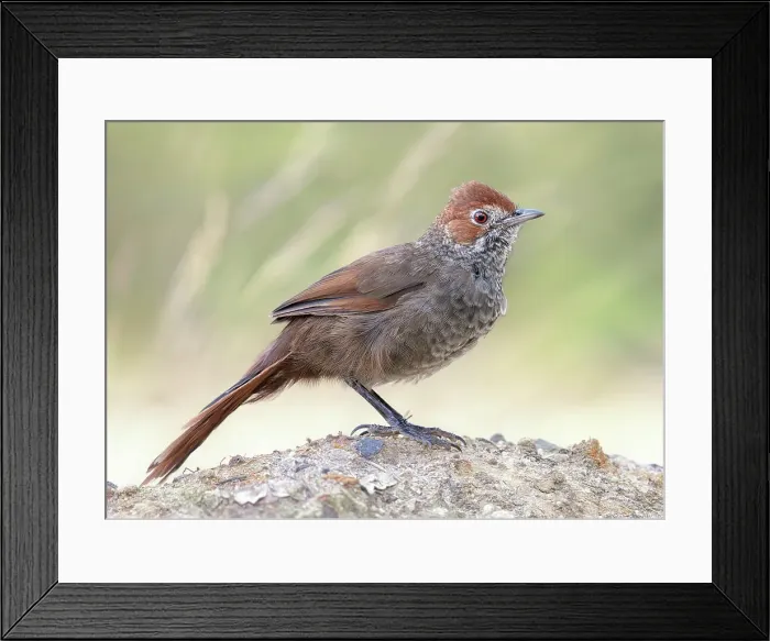 Framed Print : A wild Otways rufous bristlebird (Dasyornis broadbenti caryochrous) posing on a scrubby mound in Victoria, Australia