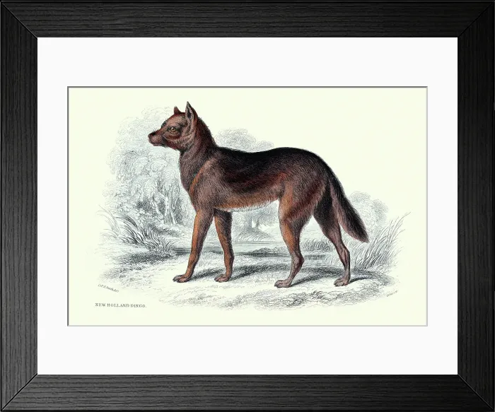 Framed Print : New Holland Dingo, Wild Dog, Animals, Wildlife, Vintage wildlife print, 19th Century, The Naturalists Library by William Jardine