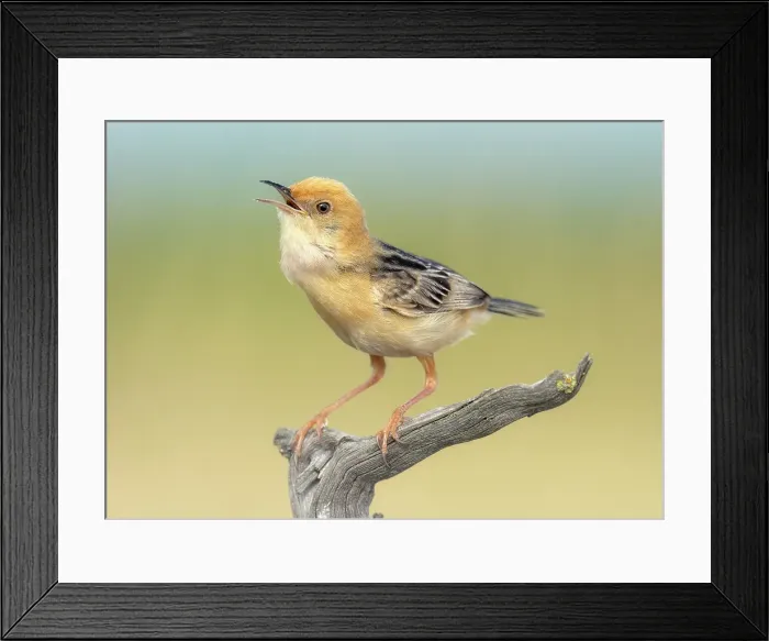 Framed Print : A singing golden headed cisticola (Cisticola exilis) on a gnarled wood perch with soft bokeh background