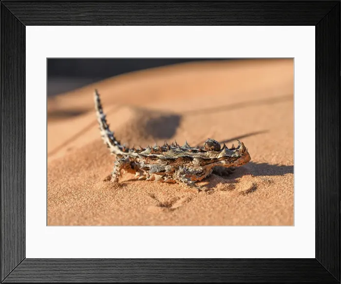 Framed Print : Thorny devil (Moloch horridus), François Péron National Park, Shark Bay, State of Western Australia, Australia, Oceania