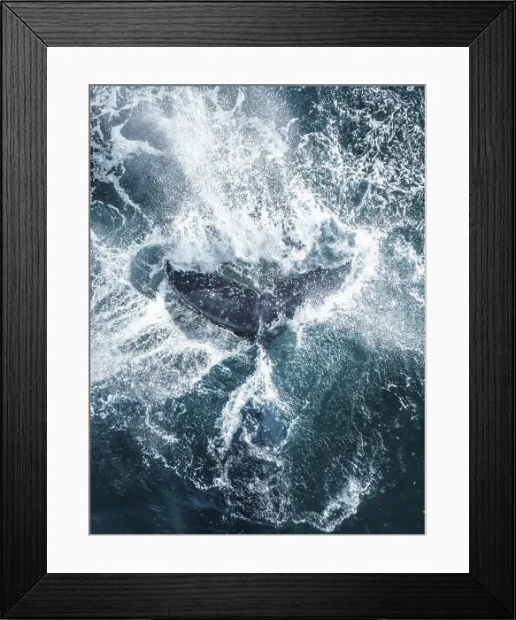 Framed Print : Humpback whale tail splashing on the surface of the Pacific Ocean Framed Print : Humpback whale tail splashing on the surface of the Pacific Ocean