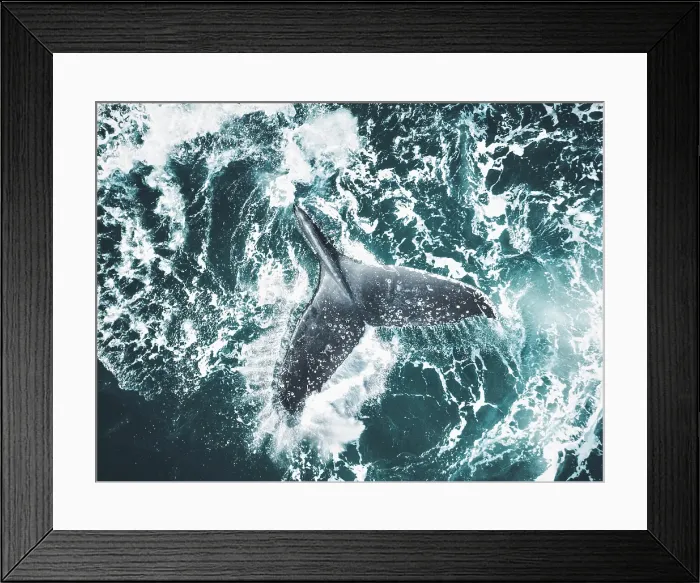 Framed Print : Fluke of a humpback whale splashing on the surface of the Pacific Ocean Framed Print : Fluke of a humpback whale splashing on the surface of the Pacific Ocean