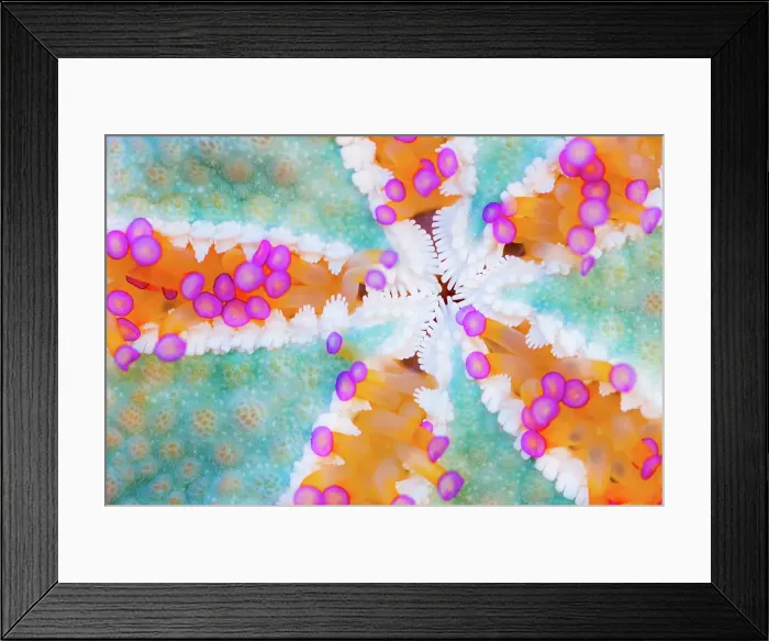 Framed Print : Underside of a Starfish Framed Print : Underside of a Starfish