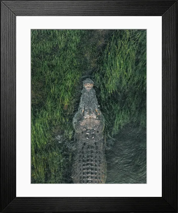 Framed Print : Close up drone image showing the head of a large saltwater crocodile resting in the reeds on the the banks of the Ord River, Kununurra, The Kimberley, Western Australia, Australia Framed Print : Close up drone image showing the head of a large saltwater crocodile resting in the reeds on the the banks of the Ord River, Kununurra, The Kimberley, Western Australia, Australia