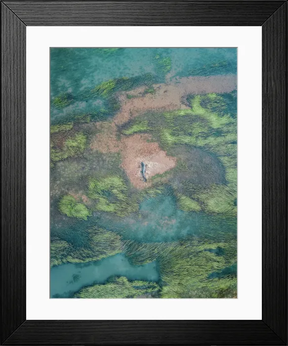 Framed Print : Surreal drone image showing a saltwater crocodile resting on a sandy island in the lower course of the Ord River, The Kimberley, Western Australia, Australia