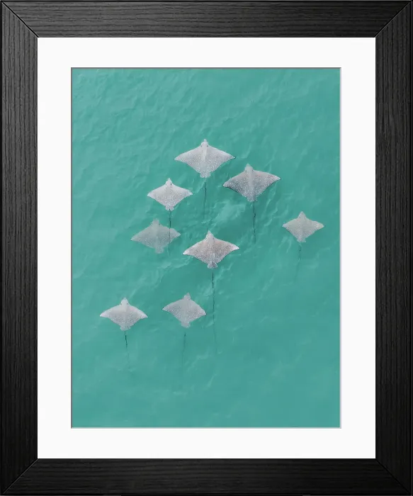 Framed Print : Drone image showing a school of Spotted Eagle Ray's swimming in the Indian Ocean, The Kimberley, Western Australia, Australia