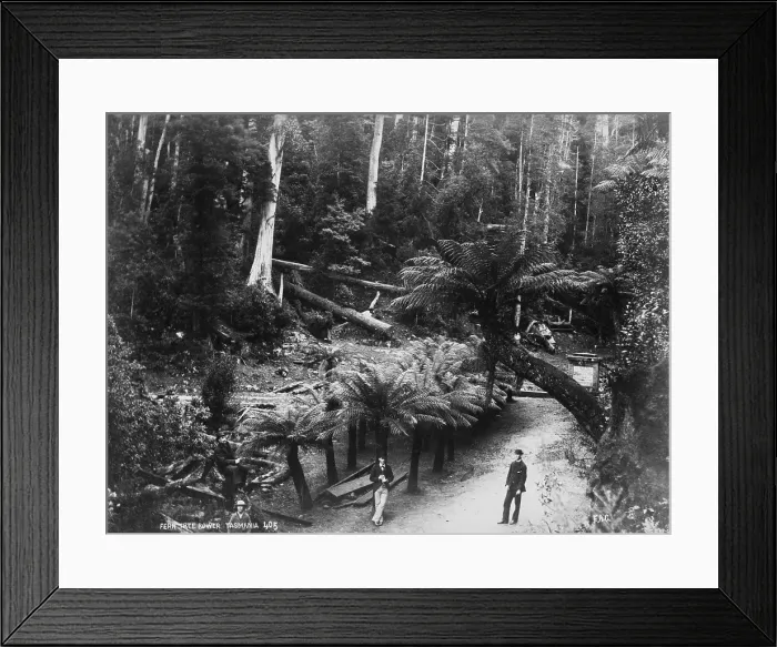 Framed Print : Fern Tree Bower