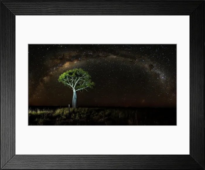 Framed Print : Queensland Boab