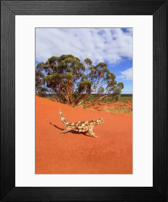 Framed Print : Thorny Devil lizard, Australia