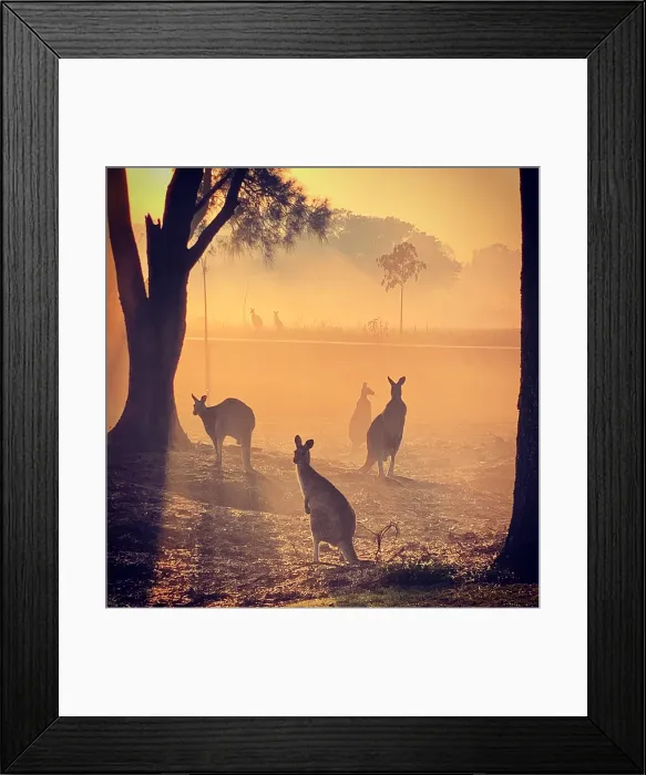 Framed Print : Multiple kangaroos in golden light Framed Print : Multiple kangaroos in golden light