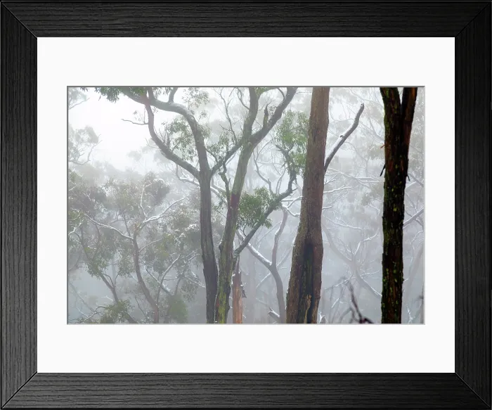 Framed Print : Misty, Fog amongst the Eucalyptus trees of the Australian bush