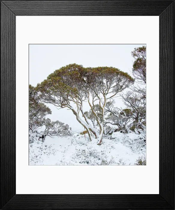 Framed Print : Snowgum trees with snow Framed Print : Snowgum trees with snow