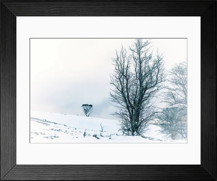 Framed Print : Misty Snow Fields with Australian Gum trees