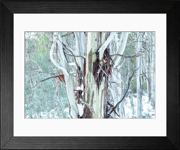 Framed Print : Eucalyptus Gum trees on a misty morning in the snow