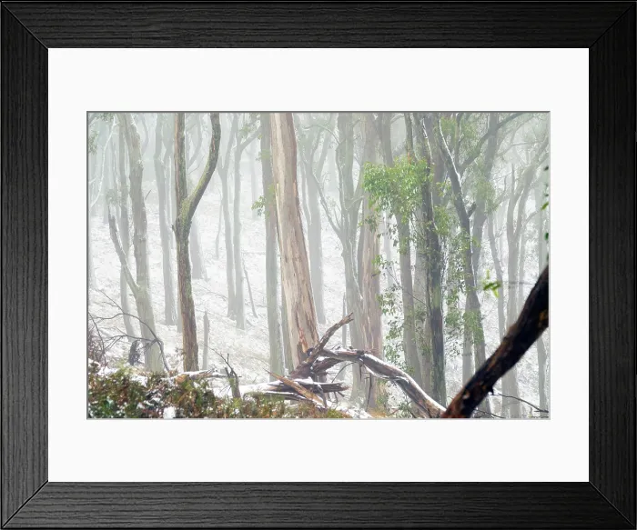 Framed Print : Misty, Fog amongst the Eucalyptus trees of the Australian bush Framed Print : Misty, Fog amongst the Eucalyptus trees of the Australian bush