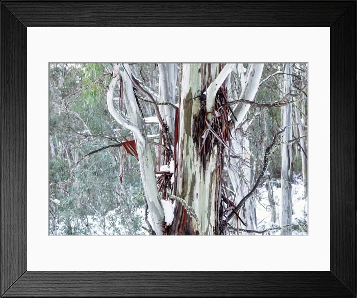Framed Print : Snow Fields with snow on the Australian Gum trees Framed Print : Snow Fields with snow on the Australian Gum trees