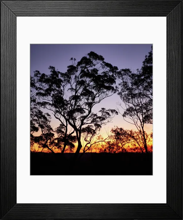 Framed Print : Eucalypt trees sunset Framed Print : Eucalypt trees sunset