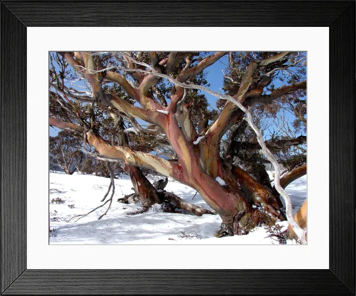 Framed Print : Iconic image of snow gum Framed Print : Iconic image of snow gum