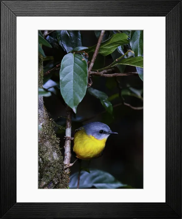 Framed Print : Eastern Yellow Robin (Eopsaltria australis) in Lamington National Park Framed Print : Eastern Yellow Robin (Eopsaltria australis) in Lamington National Park