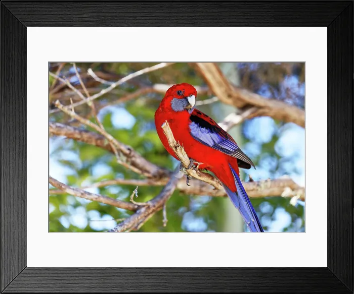 Framed Print : Crimson Rosella (Platycercus elegans) in Lamington National Park Framed Print : Crimson Rosella (Platycercus elegans) in Lamington National Park