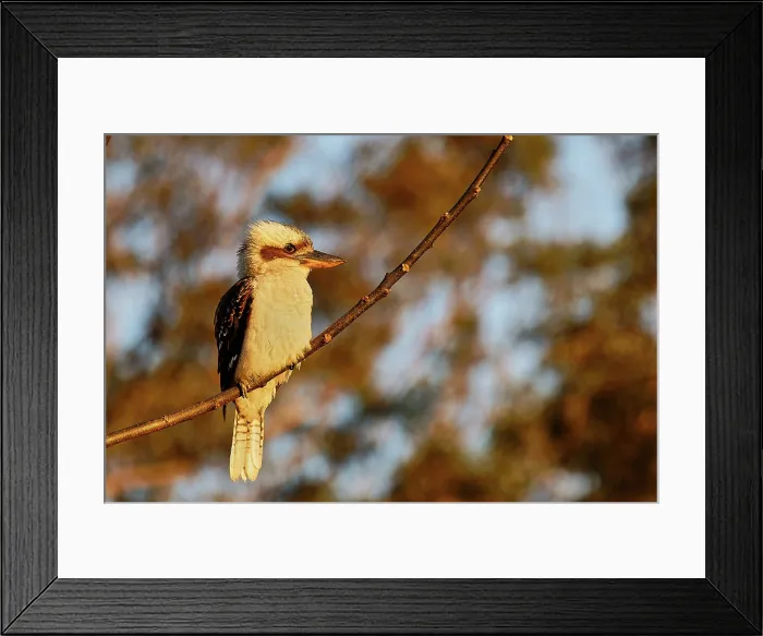 Framed Print : Laughing Kookaburra (Dacelo novaeguineae) in Queensland Framed Print : Laughing Kookaburra (Dacelo novaeguineae) in Queensland
