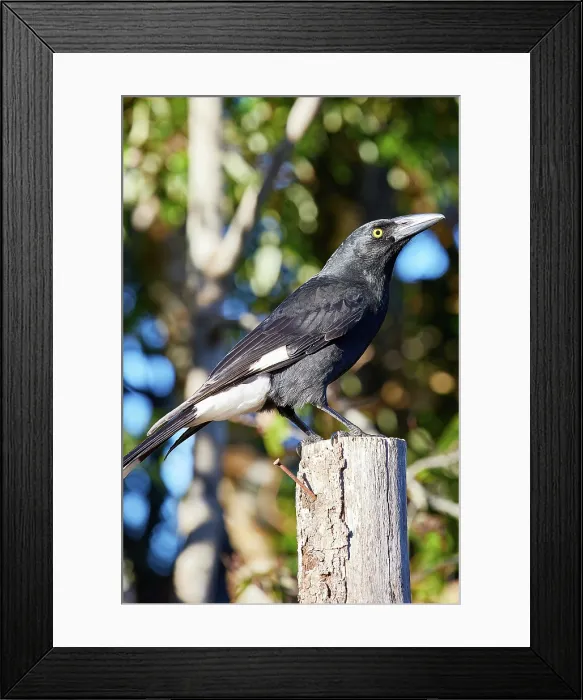 Framed Print : Pied Currawong in Lamington National Park Framed Print : Pied Currawong in Lamington National Park