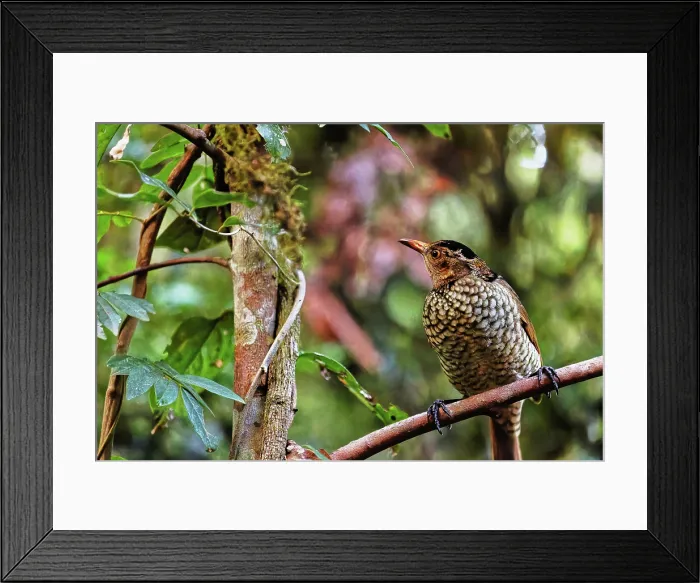 Framed Print : Female Regent Bowerbird (Sericulus chrysocephalus) in Lamington National Park Framed Print : Female Regent Bowerbird (Sericulus chrysocephalus) in Lamington National Park